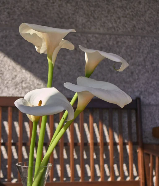 Bianco Una Pianta Fiore Gialla — Foto Stock