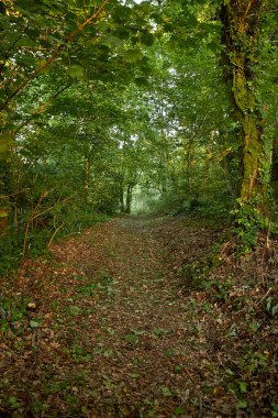 Yerde yeşil ağaçlar ve kahverengi yapraklar var.