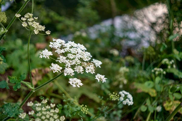 Fleur Blanche Avec Fond Végétal Délimité — Photo