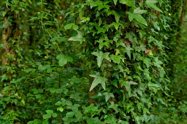 Плющ Покрывающий Зеленое Дерево Зеленом Фоне — стоковое фото