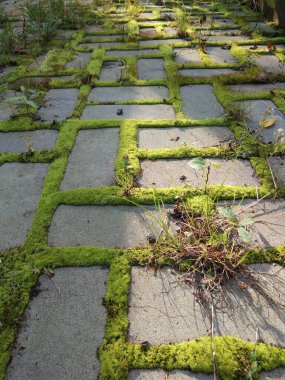 Yeşil yosun kaldırım taşlarını delip geçer.