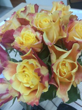 Kırmızı kenarlı sarı güller