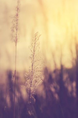 Vintage Fotoğraf günbatımı karahindiba alanının