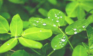 Arkaplan için su damlaları olan yeşil yaprak