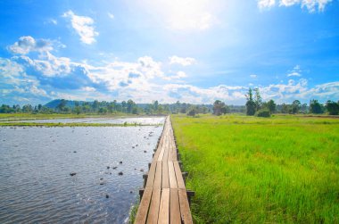 pirinç alan manzara mavi gökyüzü ve bulut