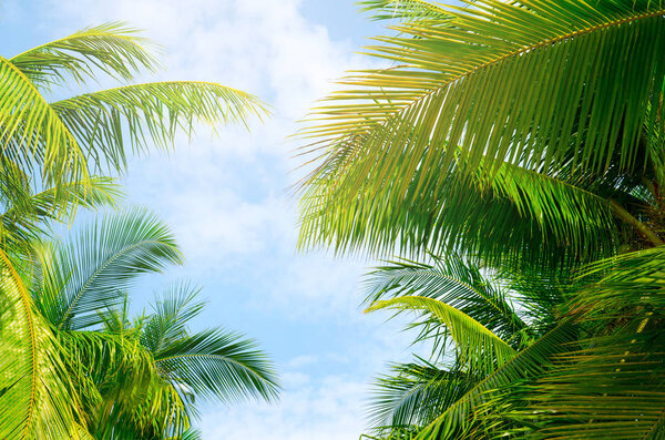 Palm trees against blue sky.