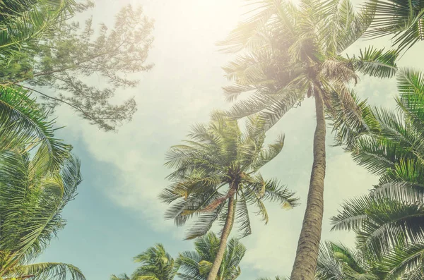 Mavi Gökyüzüne Karşı Palmiye Ağaçları — Stok fotoğraf