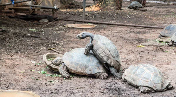 Tortugas Suelo — Foto de Stock