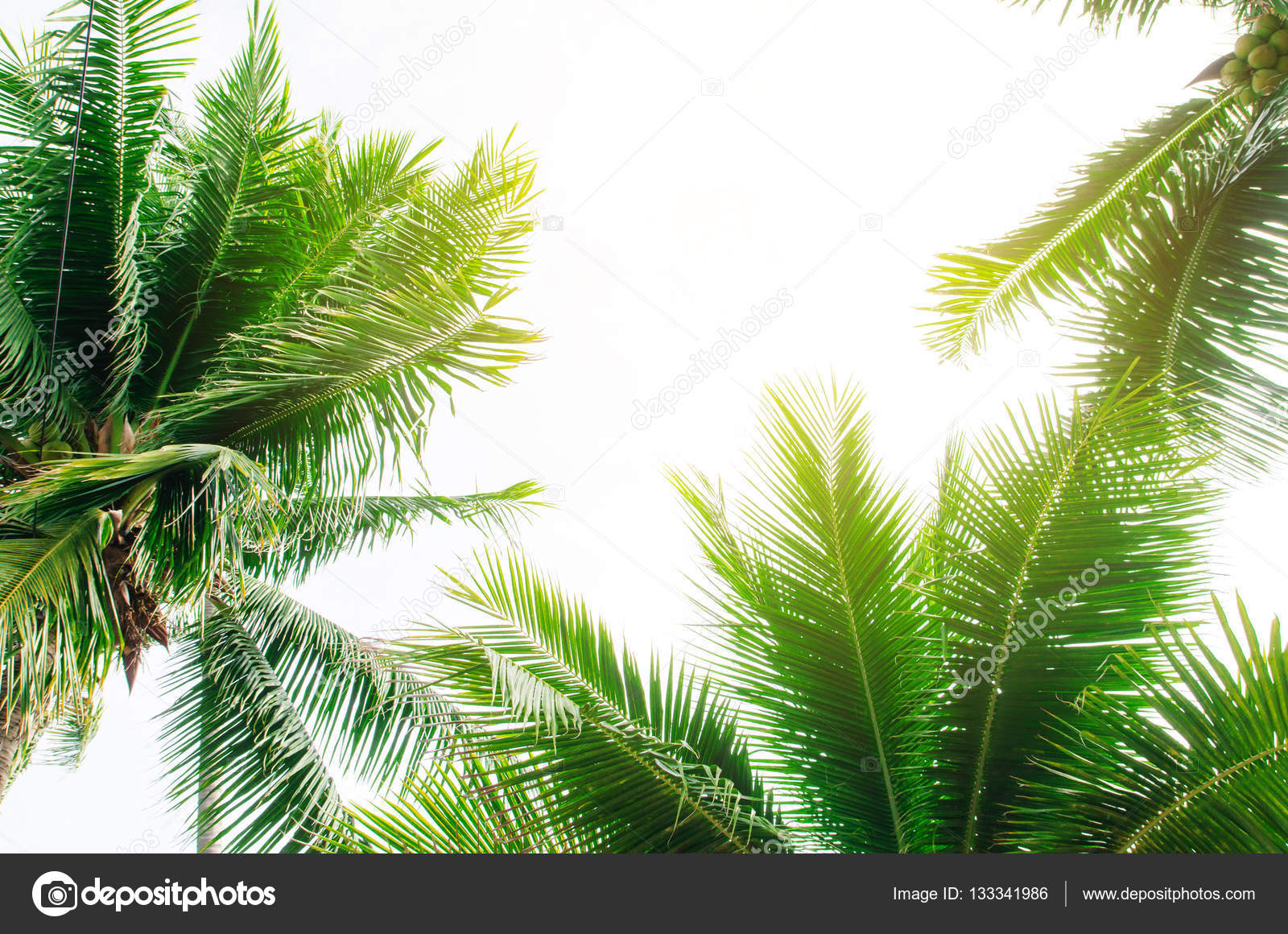 ココナッツ ヤシの木のパース ビュー ストック写真 C Slonme