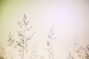 Gün batımı, yumuşak güneş ışınları, sıcak çimlere vahşi alanının fişekleri, sığ Dof lens tonlama,