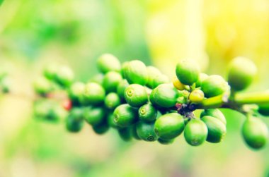 Kahve kiraz veya kahve çekirdeği ağacı ile su üzerinde olgunlaşma kapatın