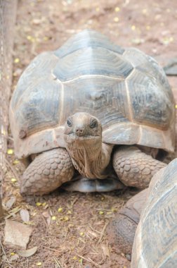 Yere kaplumbağaları