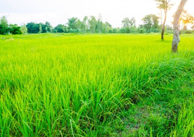 Pirinç alan Pa Pong Pieng, Mae Chaem, Chiang M yeşil teraslı