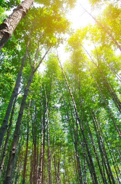 Hermoso bosque verde con luz solar —  Fotos de Stock