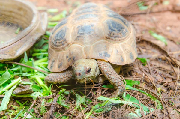 Schildkröten auf dem Boden — Stockfoto