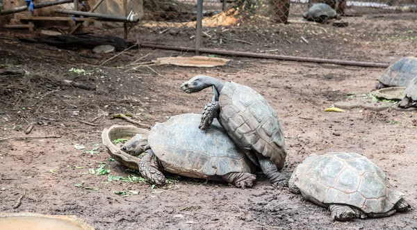 Черепахи на земле — стоковое фото