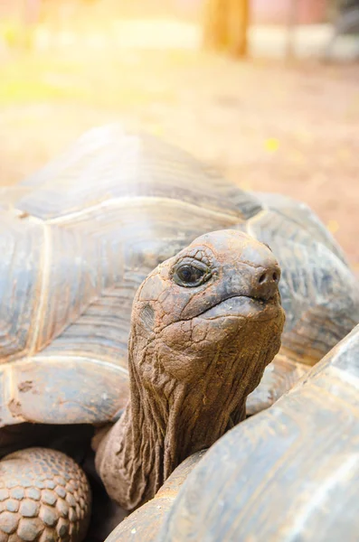 Una tortuga galápagos gigante en un paseo — Foto de Stock
