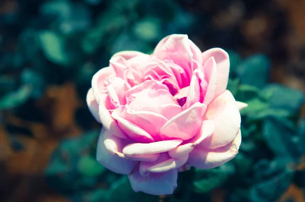 Rosa in giardino, processo di tono del filtro colore — Foto Stock