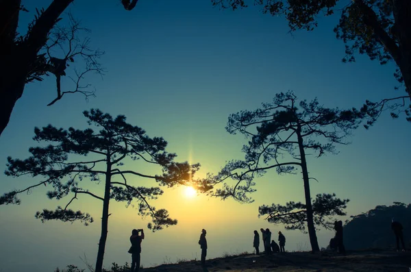Silhouette of Pine Tree and Sunset — Stock Photo, Image
