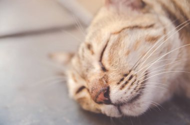 uyku taban, yumuşak odak seçici odak üzerinde şirin yavru kedi