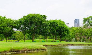 büyük kent park alanında yeşil çimen