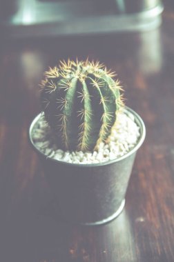 kaktüs dekorasyon dükkanda. Vintage