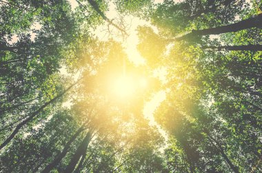 vintage rengi ormanda