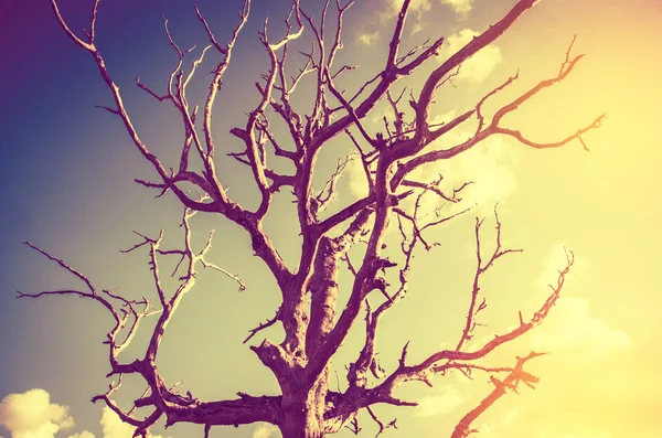 Konsep pemanasan global. Pohon mati kesepian di bawah mendramatisir matahari terbenam langit pada kekeringan retak pemandangan gurun — Stok Foto