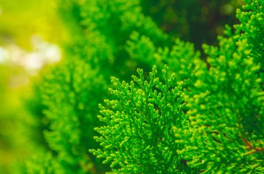 bulanık yaprak yeşil arka plan