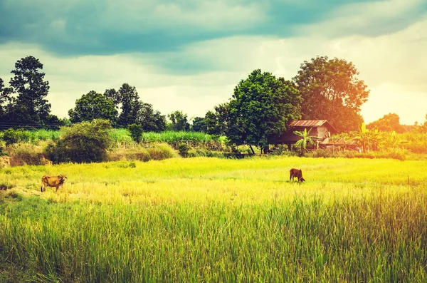 Blurre vintage countryside background — Stock Photo, Image