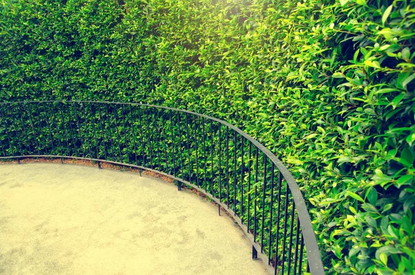 Green garden wall vintage tone — Stock Photo, Image