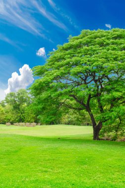 büyük kent park alanında yeşil çimen