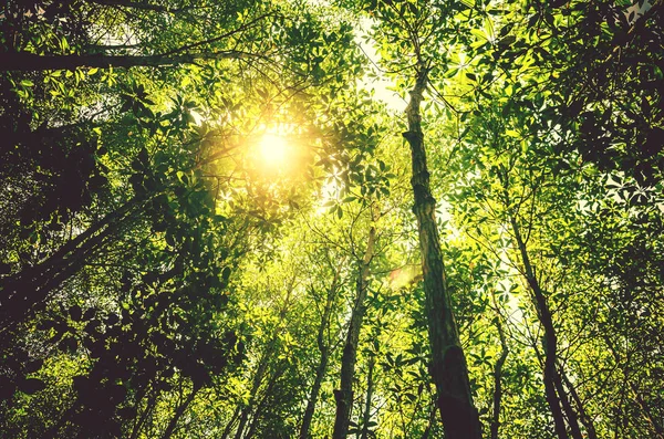 Bosque verde fresco con luz solar, foto de estilo vintage —  Fotos de Stock
