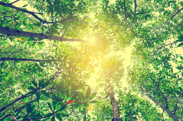 Φρέσκο πράσινο δάσος με το φως του ήλιου — Φωτογραφία Αρχείου