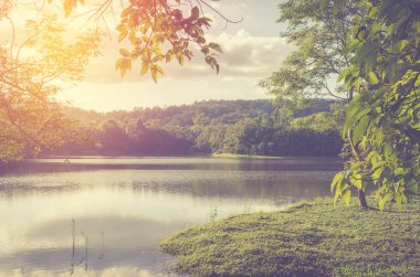 Vintage Fotoğraf günbatımı karahindiba alanının