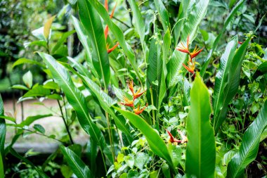 Bahçedeki haliconia çiçeği 