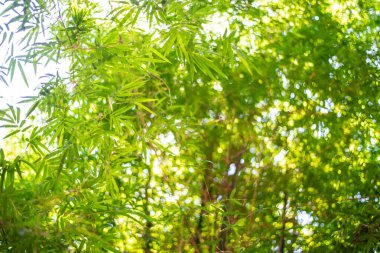 Yaprak desen bambu veya soyut arka plan bırakır. Yeşil Enerji ve su günü veya Ulusal Orman Koruma Günü için dünya.