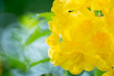  Sarı yaşlı, trompet çalısı, trompet çiçeği, sarı trompet çiçeği, sarı trompet bahar çiçeği 