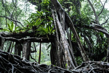 Sang Nae Kanalı Tayland 'daki Pang-nga' daki küçük Amazon. 