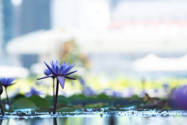 Güzel nilüferler veya nilüfer çiçekleri gölette.