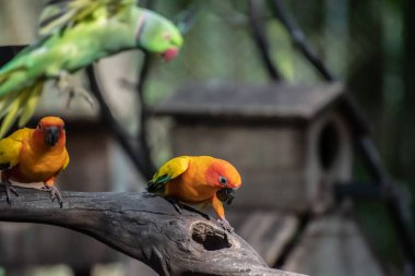 Güzel papağan, ağaç dalı üzerinde güneş Conure