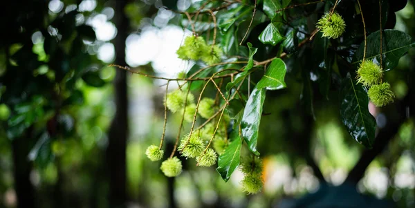Молоді Зелені Плоди Рамбутану Сирі Саду — стокове фото