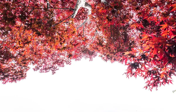Осінь Барвистий Червоний Кленовий Лист — стокове фото