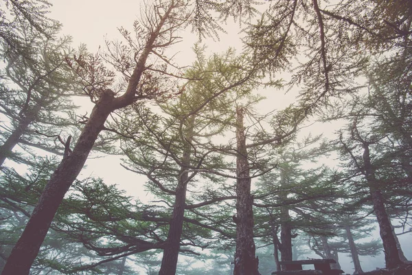 Pine tree in forest fresh nature