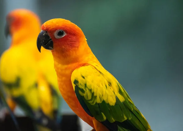 Krásný Papoušek Slunce Conure Větev Stromu — Stock fotografie