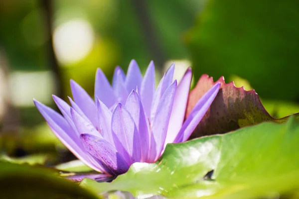 Lindos Lírios Aquáticos Flor Lótus Lagoa — Fotografia de Stock