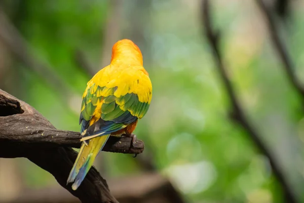 Krásný Papoušek Slunce Conure Větev Stromu — Stock fotografie