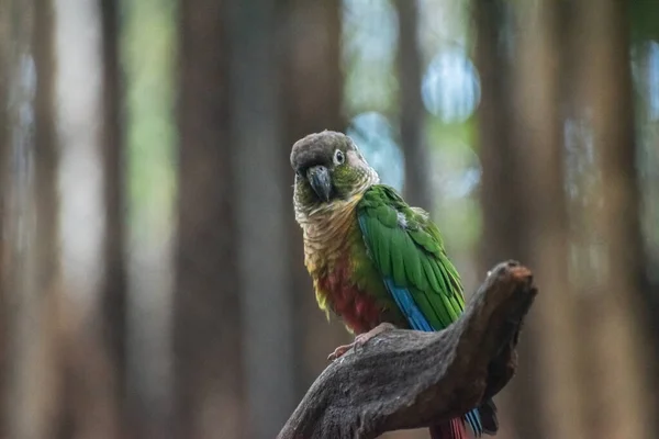 Krásný Papoušek Slunce Conure Větev Stromu — Stock fotografie
