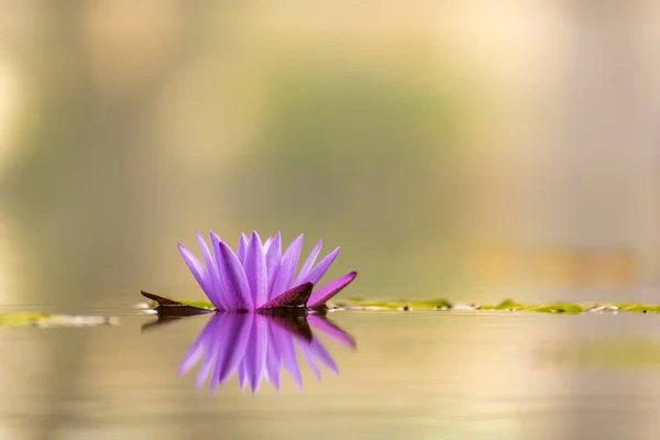 池塘里美丽的睡莲或荷花 免版税图库照片