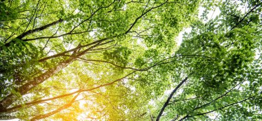 Sonbahar akçaağaç yaprağı taze arka plan 